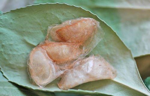 brown cocoons of euonymus leaf notcher
