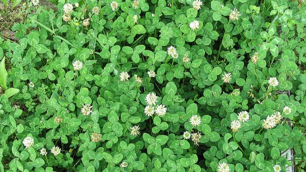 clover