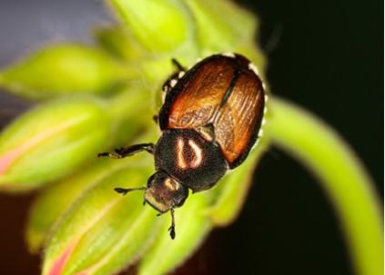 Japanese beetle, Popillia japonica, on a developing cluster of geranium (Pelargonium x Hortorum) flower buds. Photo taken by Stephen Ausmus, USDA