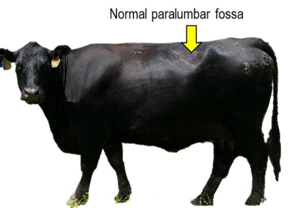 Figure 1. Examining the appearance of the paralumbar fossa on the left side of the animal can indicate early signs of bloat. Normal appearance is characterized by a concave (inward) curve rather than a convex (outward protrusion) curve.