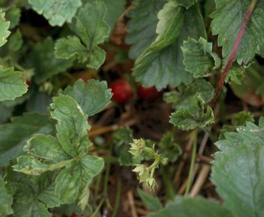 Fig. 3 Cyclamen mite damage to strawberry—crinkled deformed younger leaves.