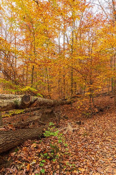 Golden Autumn Foliage in Cunningham Falls State Park, MD. Photo by Liz Albro Photos/Adobe Stock